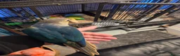 Conures birds for sale: Hand reared 325 ono - Advert 3