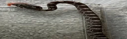 Corn Snake reptiles for sale: Baby Corn Snakes 🐍  - Advert 4