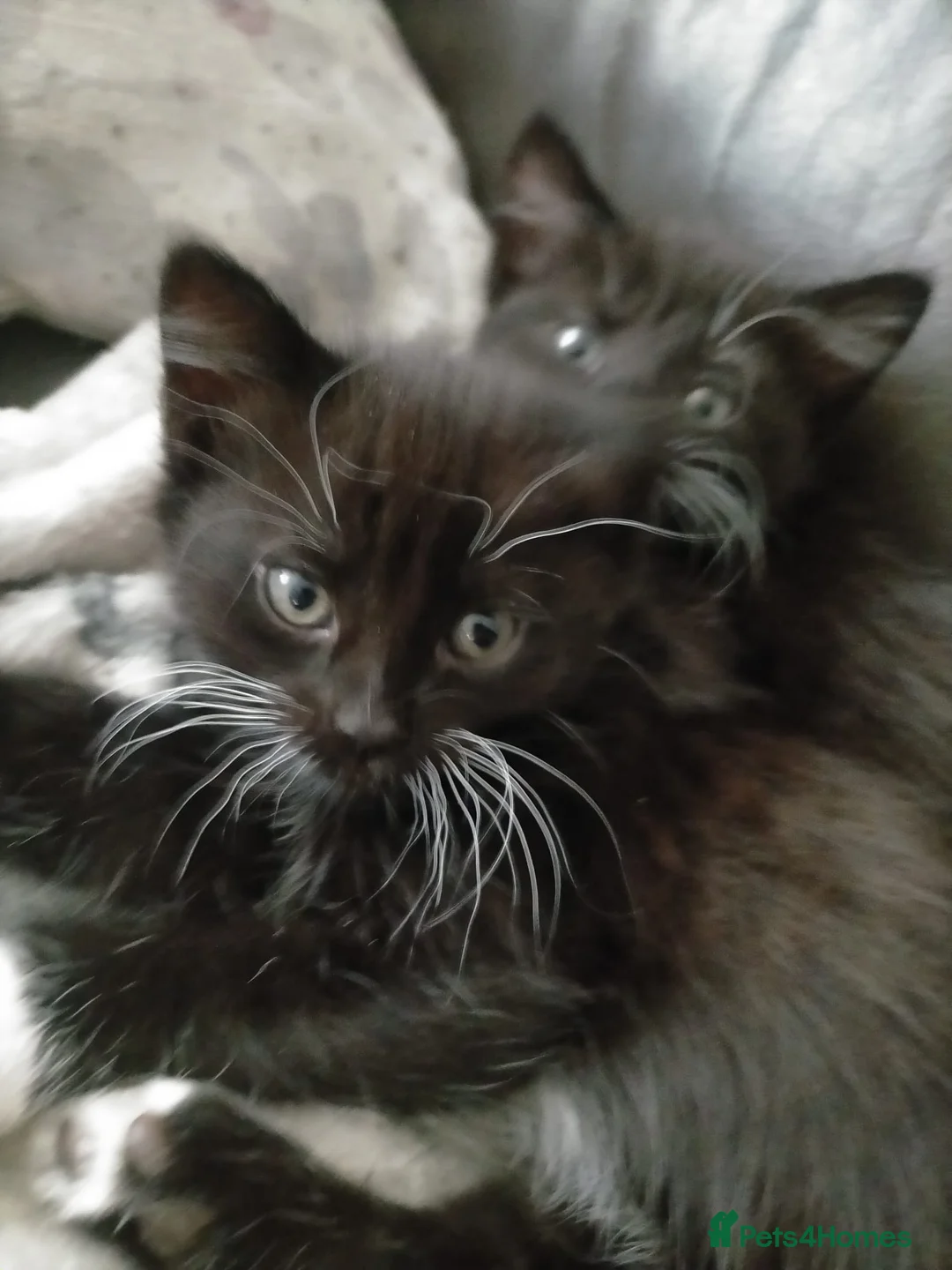 Mixed Breed cats for sale: 3 black and white female kittens for sale  - Advert 4