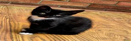 Mixed Breed cats for sale: A girl and a boy are looking new loving homes🥰🫢 - Advert 3