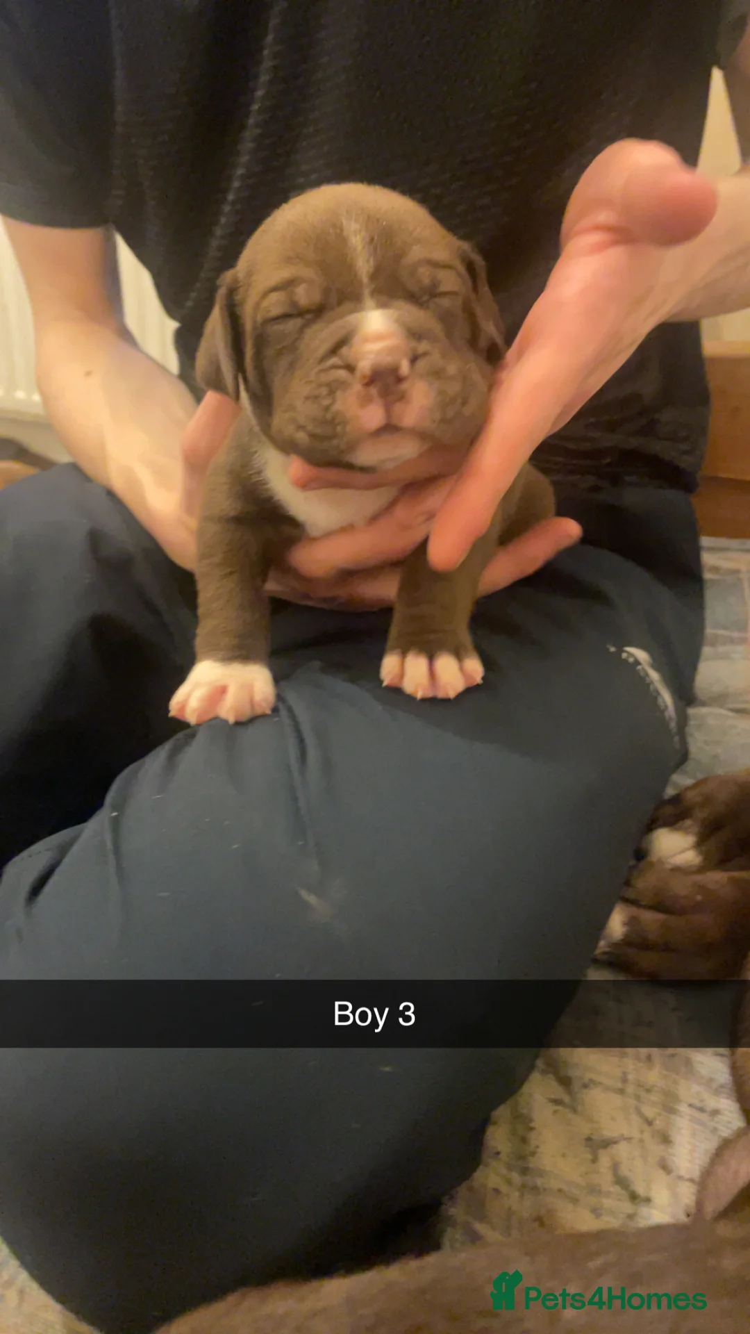 Mixed Breed dogs for sale: American bully x American bulldog puppies - Advert 3