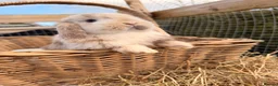 Mini Lop rabbits for sale: New babies available!! Gorgeous mini Lop babies  - Advert 19