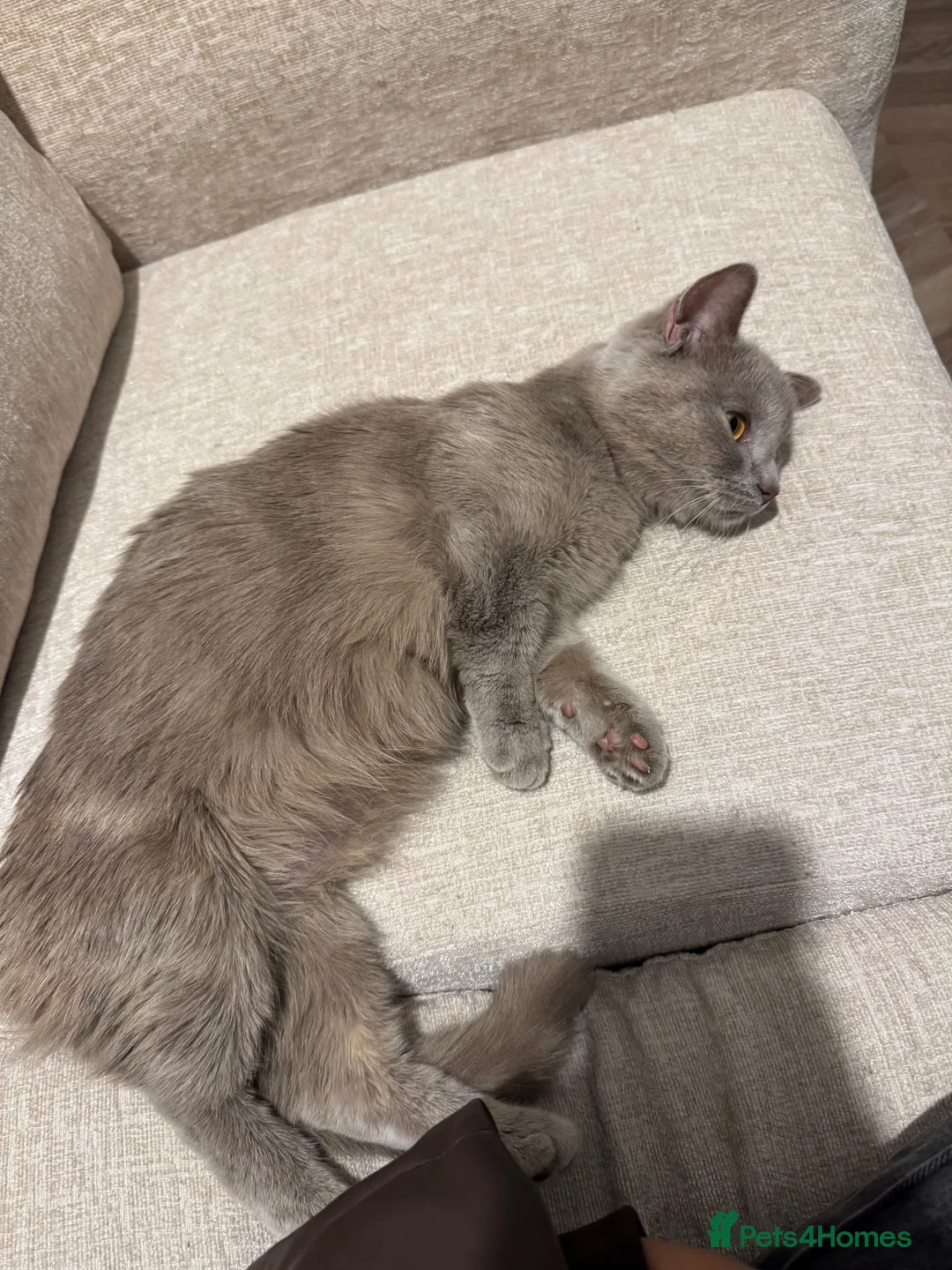 Munchkin cats for sale: RARE BLUE SHORTHAIRED SPOTTED MUNCHKIN BOY  - Advert 2