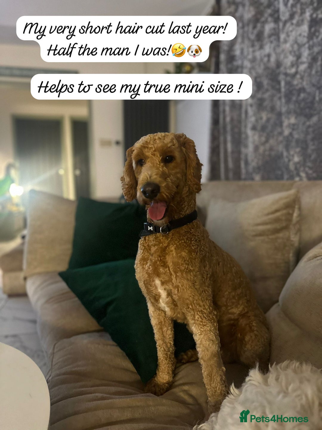 Goldendoodle dogs for stud: STUD * Miniature Golden Doodle STUD* - Image 4
