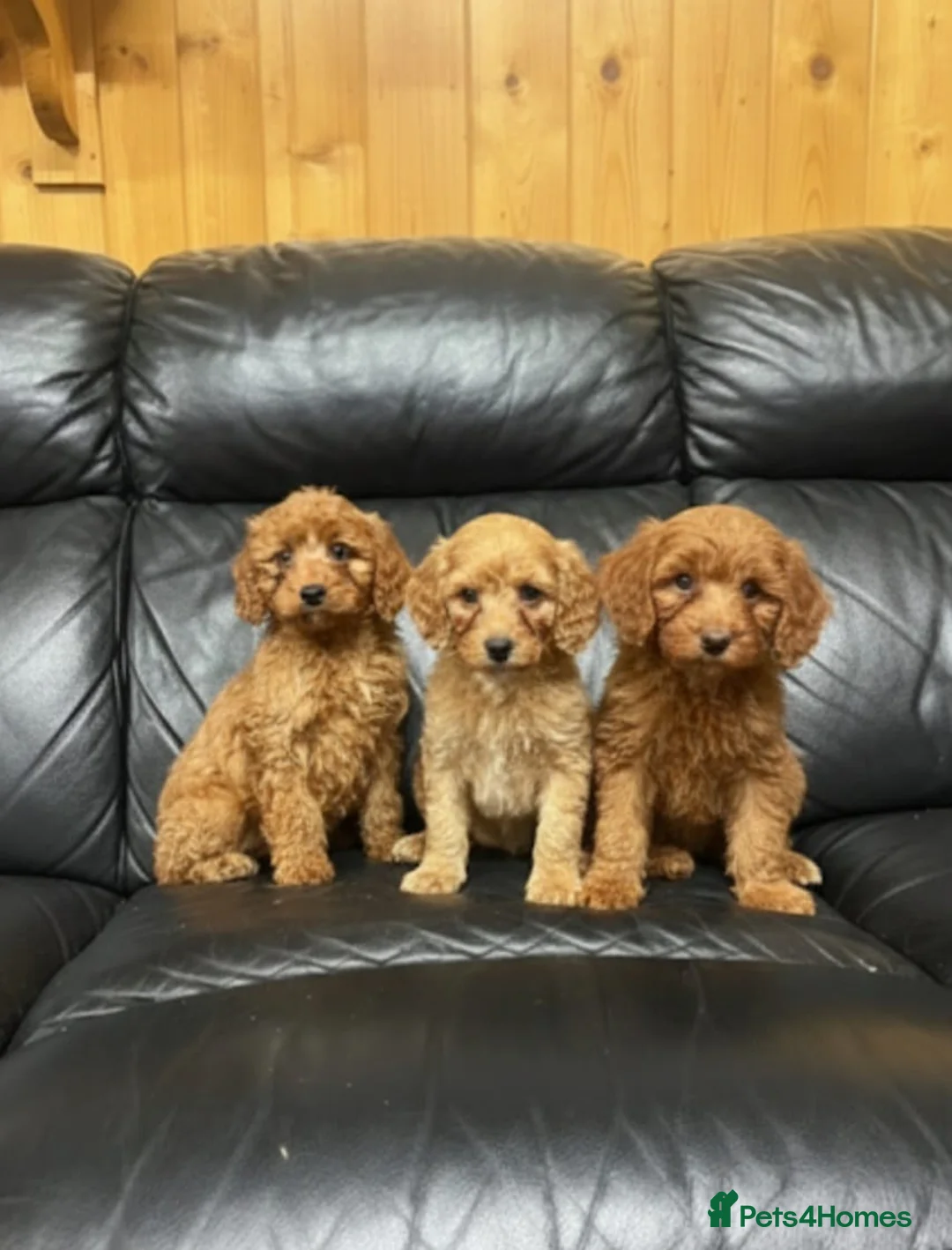 Cockapoo dogs for sale: Cockapoo puppies  in Romford - Advert 7