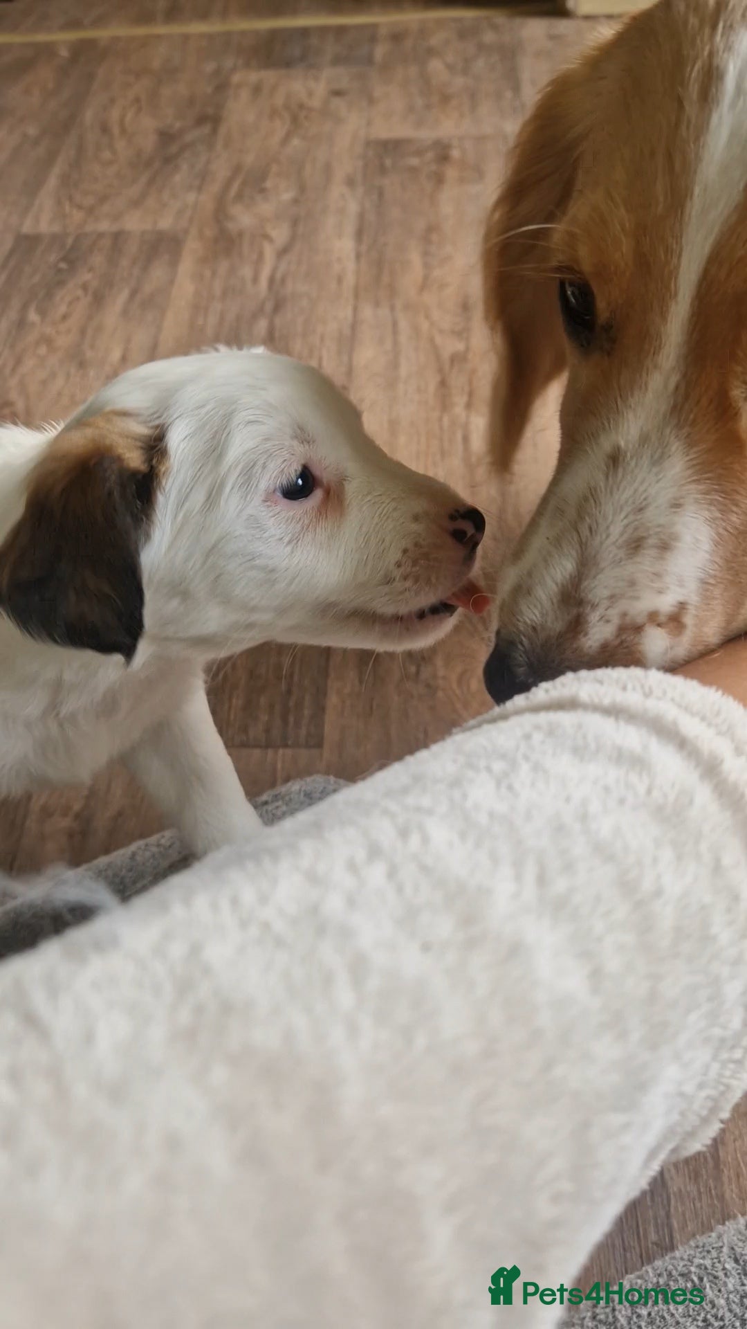 Mixed Breed dogs Parson Jack Russel Puppies For Sale - Advert 2