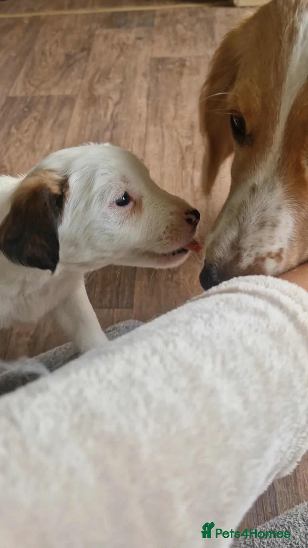 Mixed Breed dogs for sale: Parson Jack Russel Puppies For Sale - Advert 2