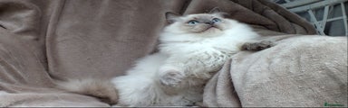 Ragdoll Kitten 1
