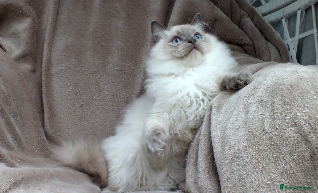 Ragdoll cats for sale: GCCF REG PET KITTENS CHAMPION IMPORT BLOODLINES - Image 27