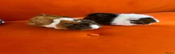 Guinea Pig rodents for sale: 4months, female, inc cage & accessories - Advert 4