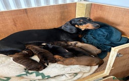 Dachshund dogs for sale: Sausage dog puppies for sale! - Image 5