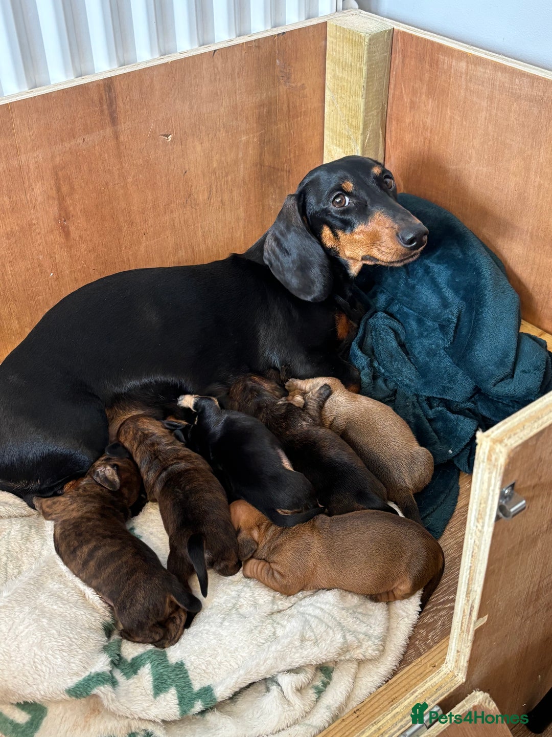 Dachshund dogs for sale: Sausage dog puppies for sale! - Image 5