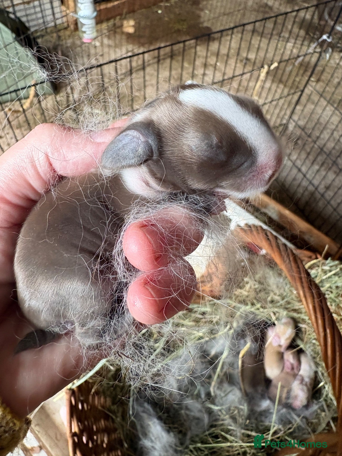 Mini Lop rabbits for sale: Mini lops-vaccinated-raised indoors  - Advert 1