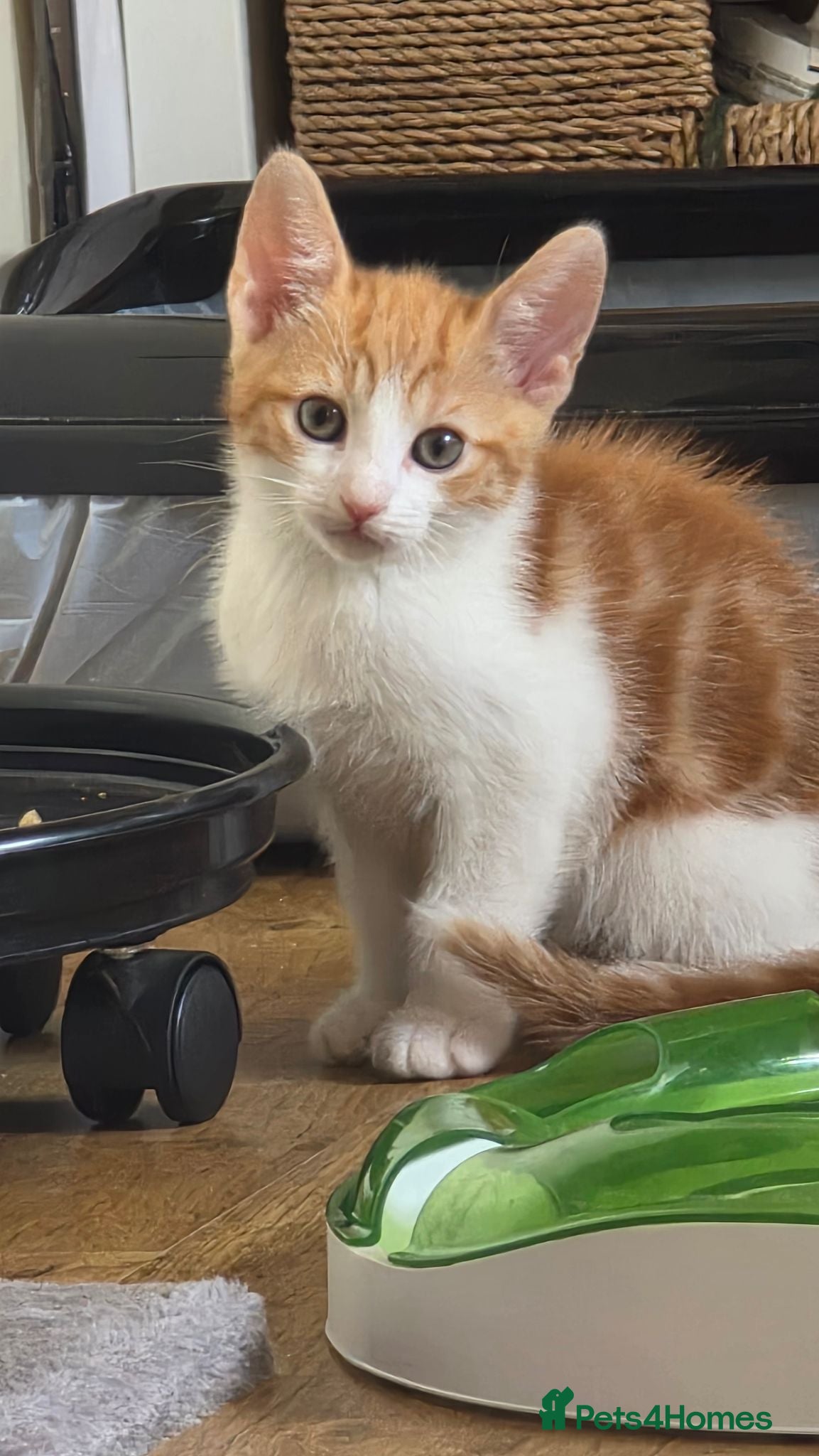 Mixed Breed cats 2 x Kittens ( 1 x Female 1 x Male) - Advert 11