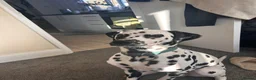 Dalmatian dogs for stud: Beautiful KC Dalmatian boy available for stud  - Advert 2