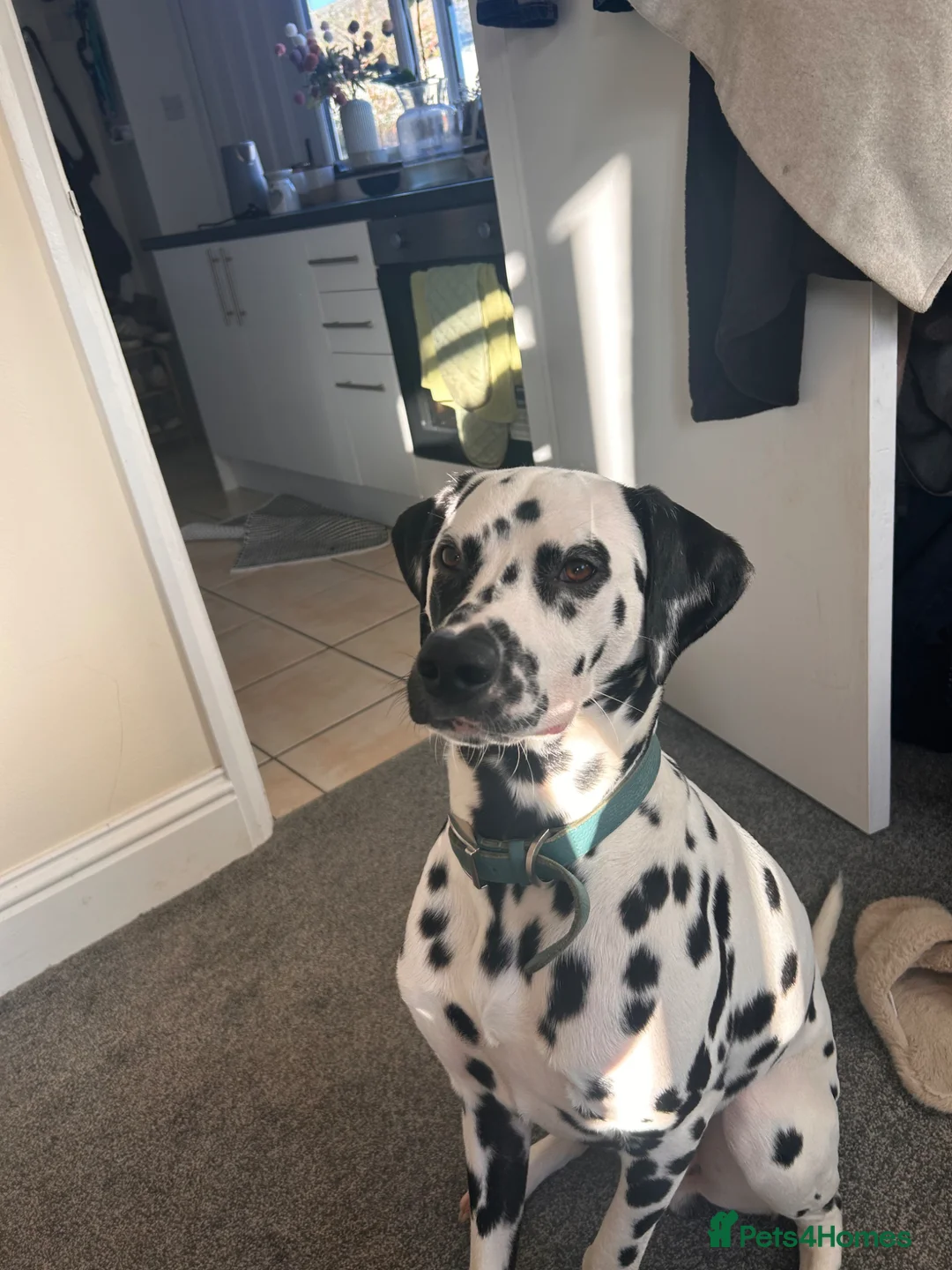 Dalmatian dogs for stud: Beautiful KC Dalmatian boy available for stud  - Advert 2
