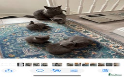 British Shorthair cats for sale: British shorthair kittens - Image 11