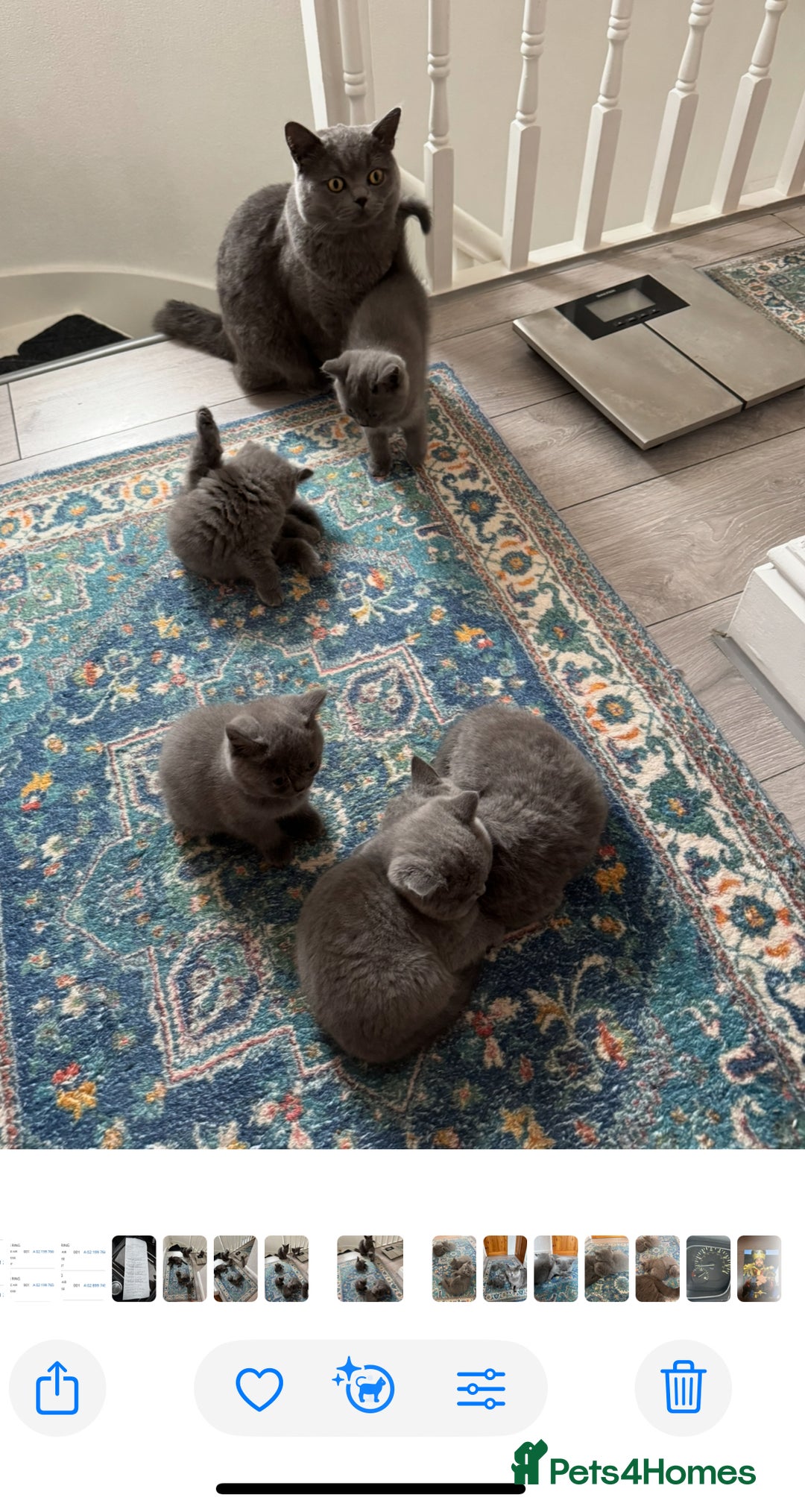 British Shorthair cats for sale: British shorthair kittens - Image 11