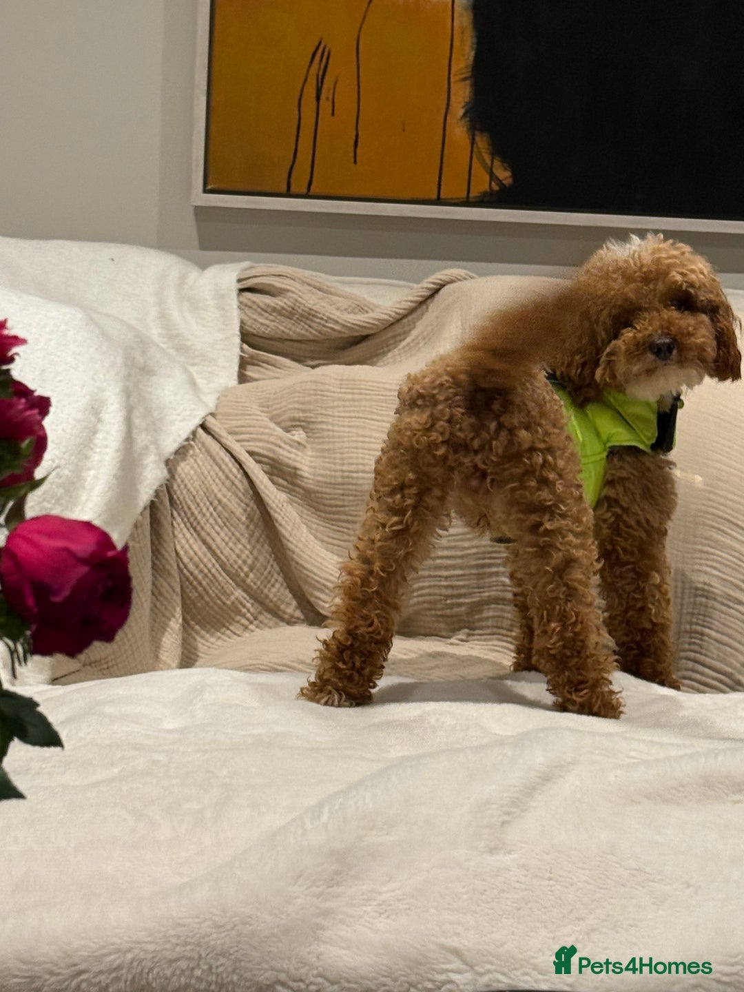Miniature Poodle dogs for stud: Stunning miniature poodle for STUD.  - Image 3