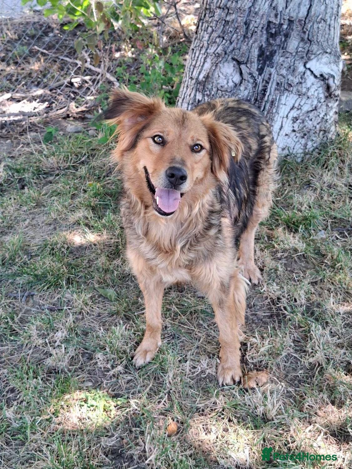 Mixed Breed dogs Bonnet, 4 yrs approx. Available for adoption. - Advert 1