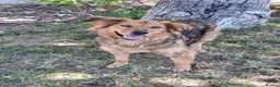 Mixed Breed dogs for adoption: Bonnet, 4 yrs approx. Available for adoption. - Advert 1