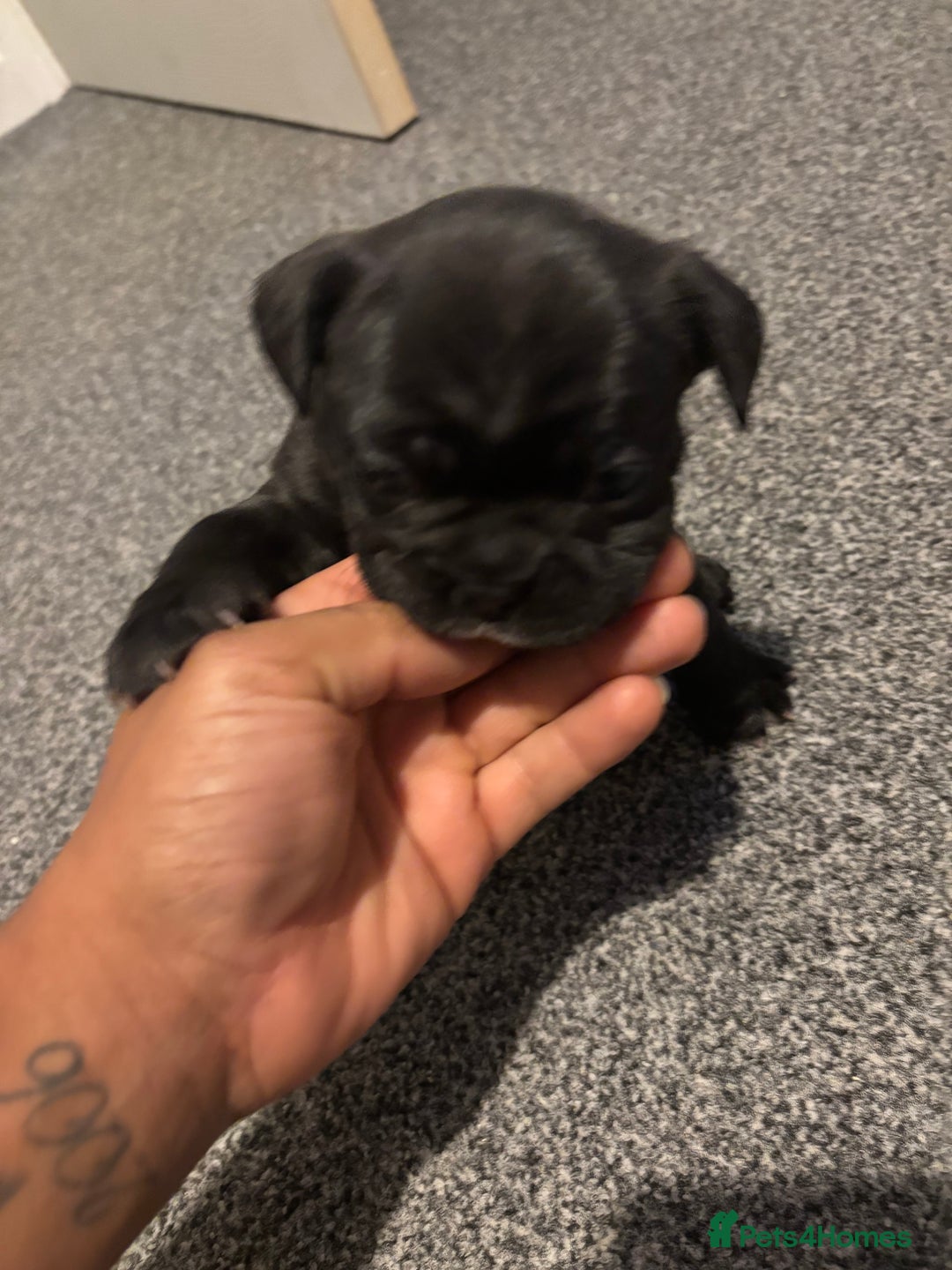 French Bulldog dogs for sale: Black Brindle Frenchie  - Advert 3