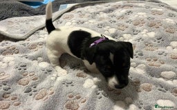 Jack Russell dogs for sale: Jack Russell Puppies for Sale  - Image 18