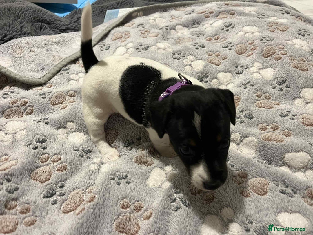 Jack Russell dogs for sale: Jack Russell Puppies for Sale  - Image 18