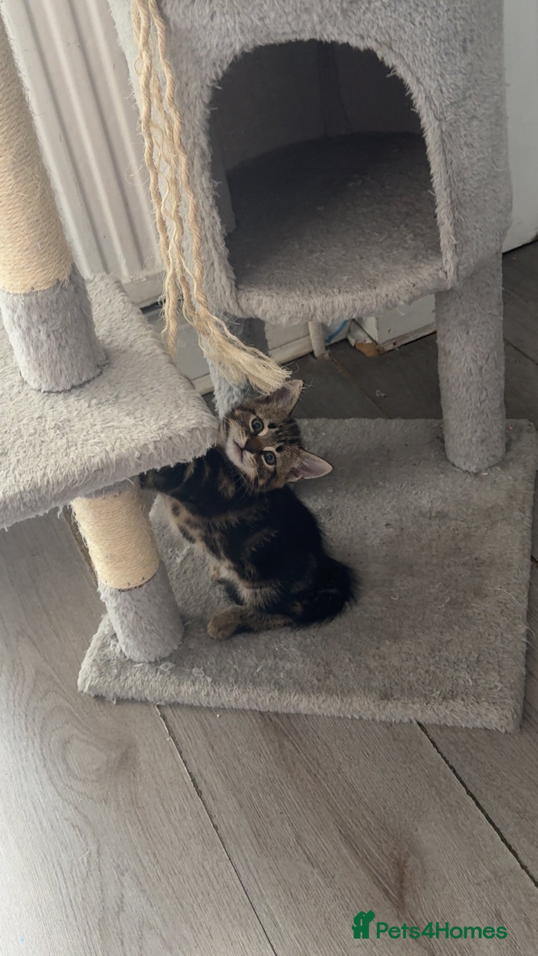 Mixed Breed cats for sale: Playful Kittens Ready to Melt Your Heart ❤️ - Image 2
