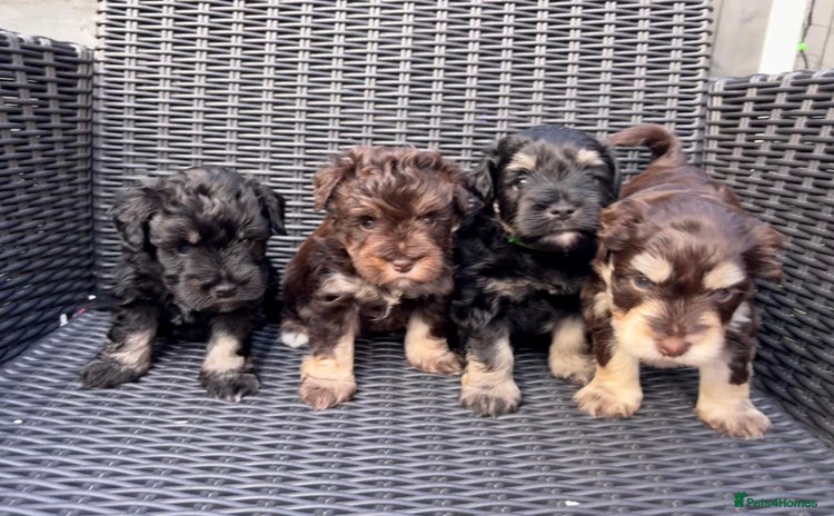 Miniature Schnauzer dogs - Advert 2