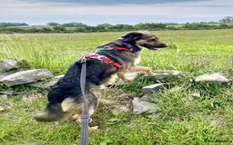 Mixed Breed dogs for adoption: Filip - 2yr old medium sized mixed breed - Image 10