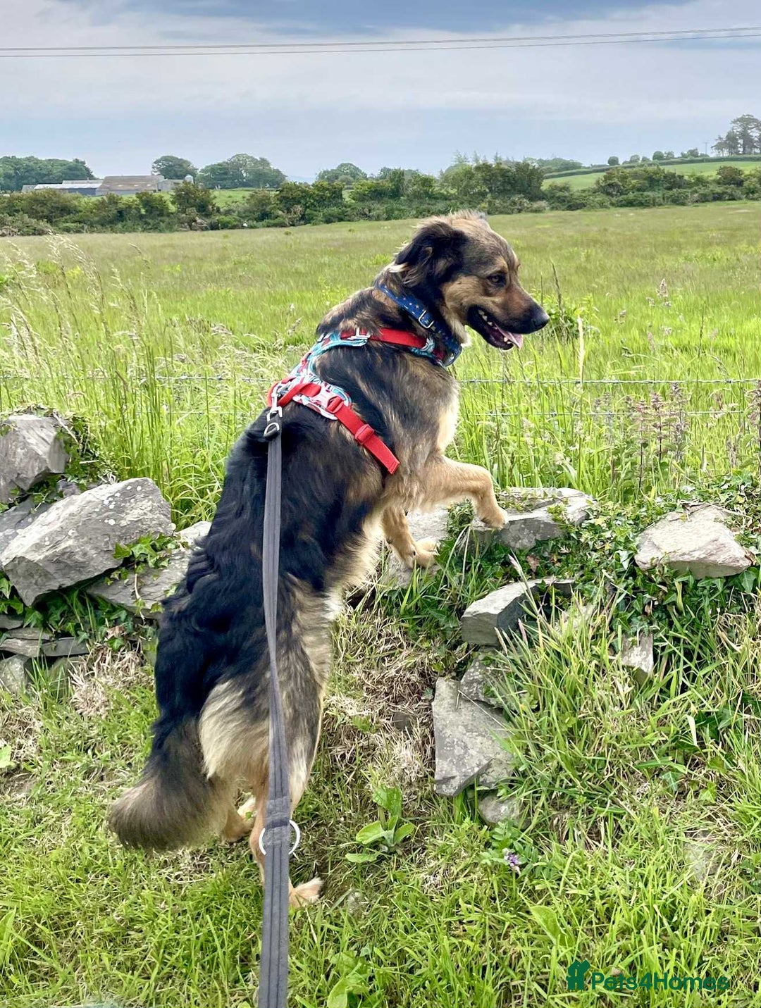 Mixed Breed dogs for adoption: Filip - 2yr old medium sized mixed breed - Image 10
