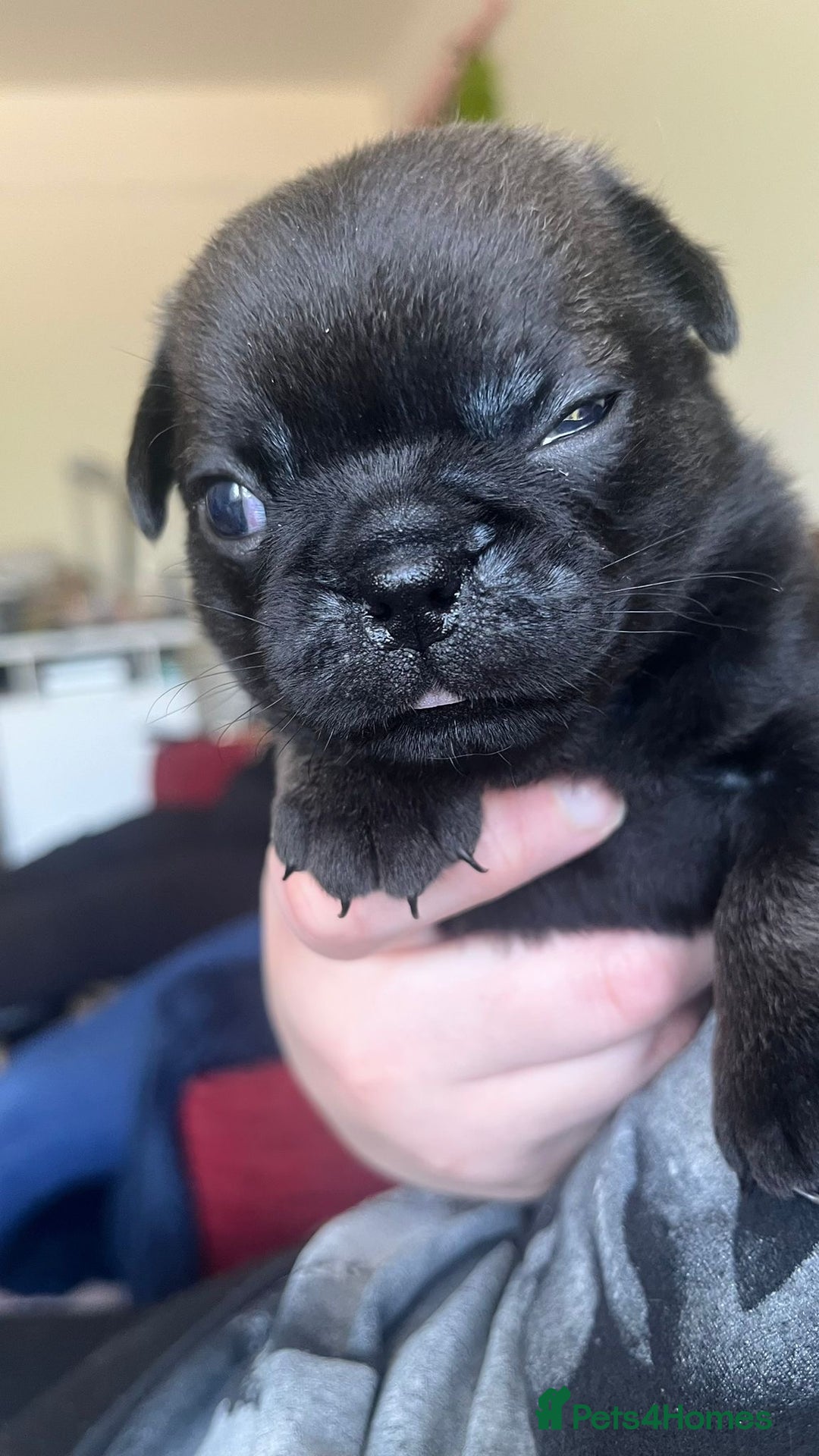 Pug dogs for sale: puppy pug for sale - Image 1