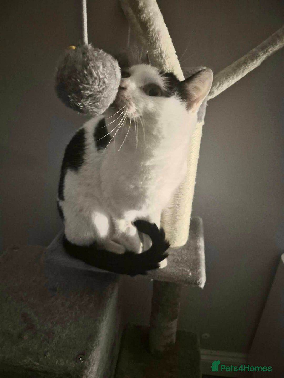 Mixed Breed cats for adoption: Saturn for adoption - Advert 2