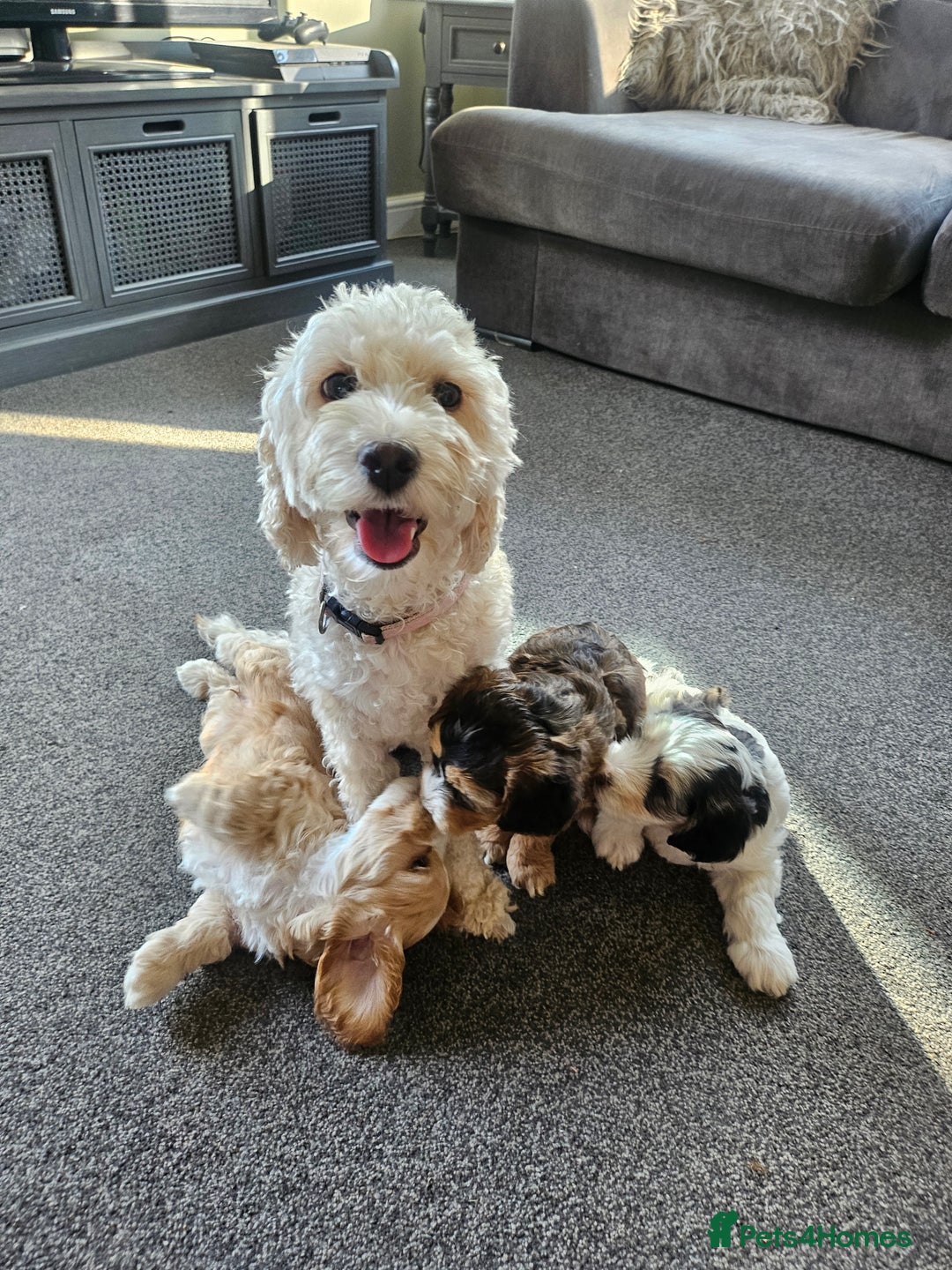 Cockapoo dogs for sale:  7 week old Cockapoos 2 girls ( both sold)  1 boy  - Image 22