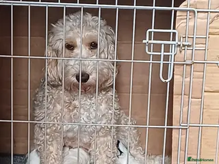 Cockapoo dogs Cute Cockapoo pups - Advert 1