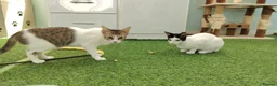 Mixed Breed cats for adoption: [Indoors Only] Yuki & Suki - Adorable Siblings - Advert 7
