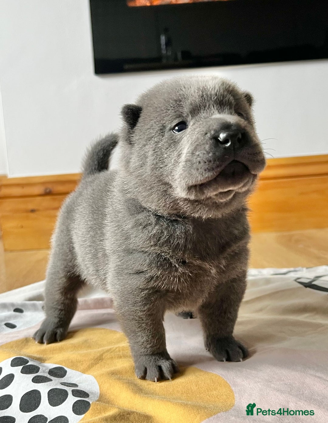 Mixed Breed dogs for sale: ChowPei Pups  - Advert 33