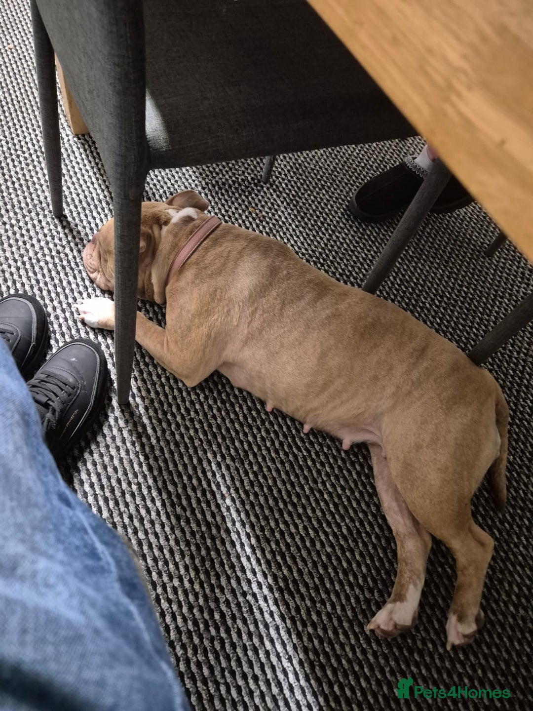 Mixed Breed dogs for sale: English bulldog / staff  - Advert 4