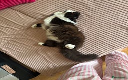 British Longhair cats for sale: British long hair - Image 2