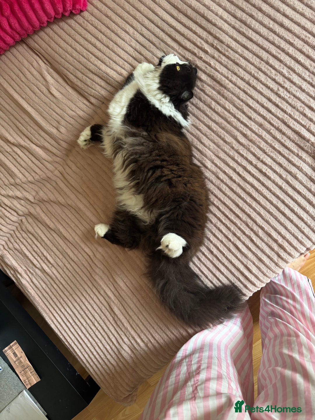 British Longhair cats for sale: British long hair - Image 2