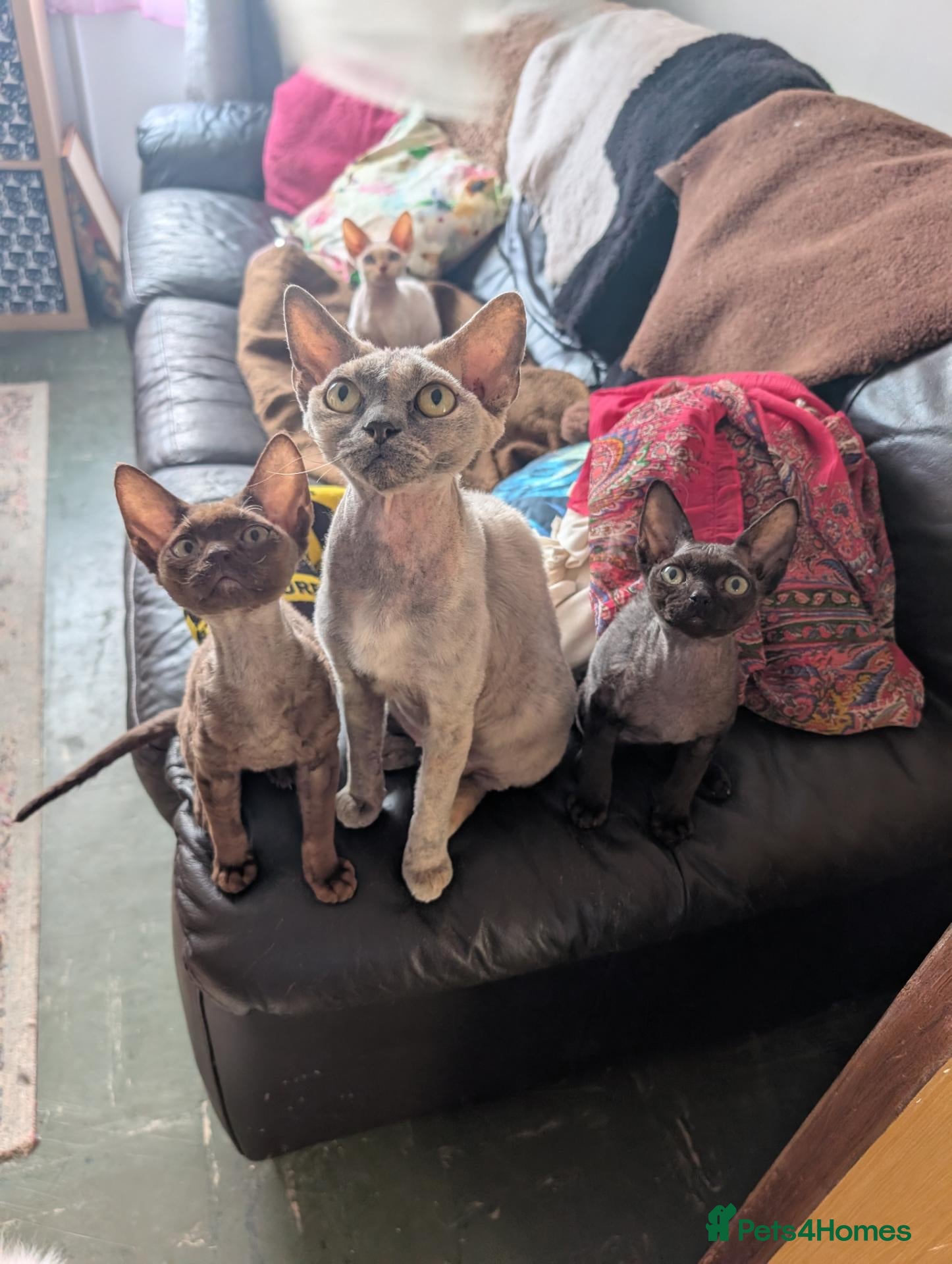 Devon Rex cats READY NOW, 2 left, amazing Devon rex kittens  - Advert 3