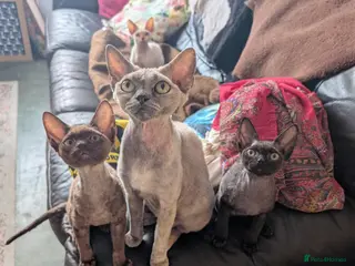 Devon Rex cats READY NOW, 2 left, amazing Devon rex kittens - Advert 3