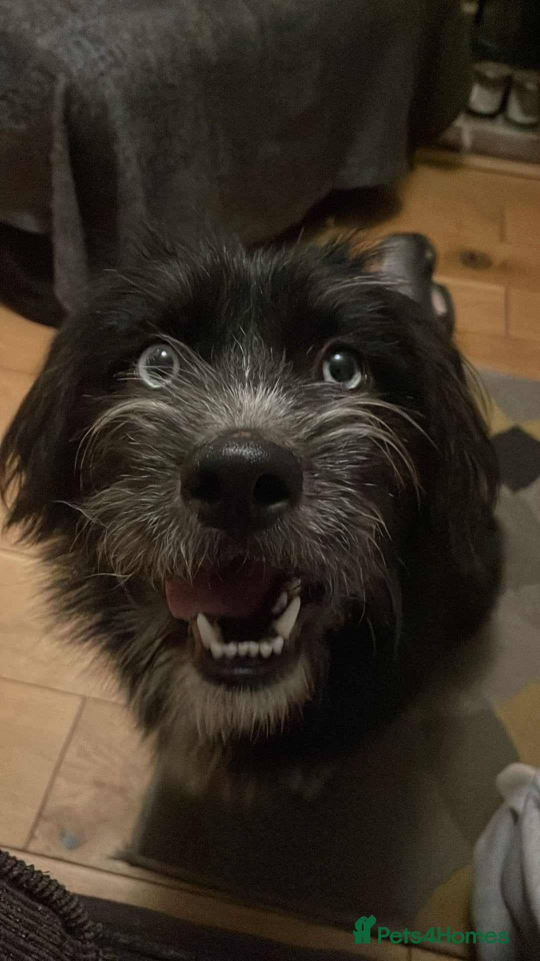 Mixed Breed dogs for sale: Collie x husky  - Advert 2