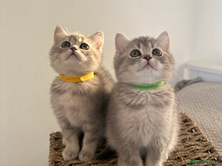 British Shorthair cats ⭐️1 TICA registered British Shorthair kittens⭐️ - Advert 2