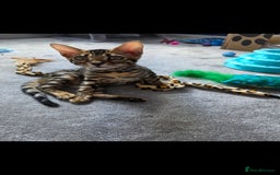 Ragdoll cats for sale: Bengal and Ragdoll - Image 1