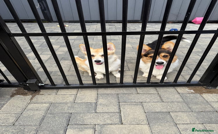 Welsh Corgi Pembroke dogs - Advert 1