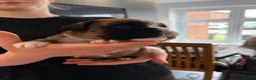 Boxer dogs for sale: Beautiful, KC registerd boxer puppies for sale in Canvey Island - Advert 5