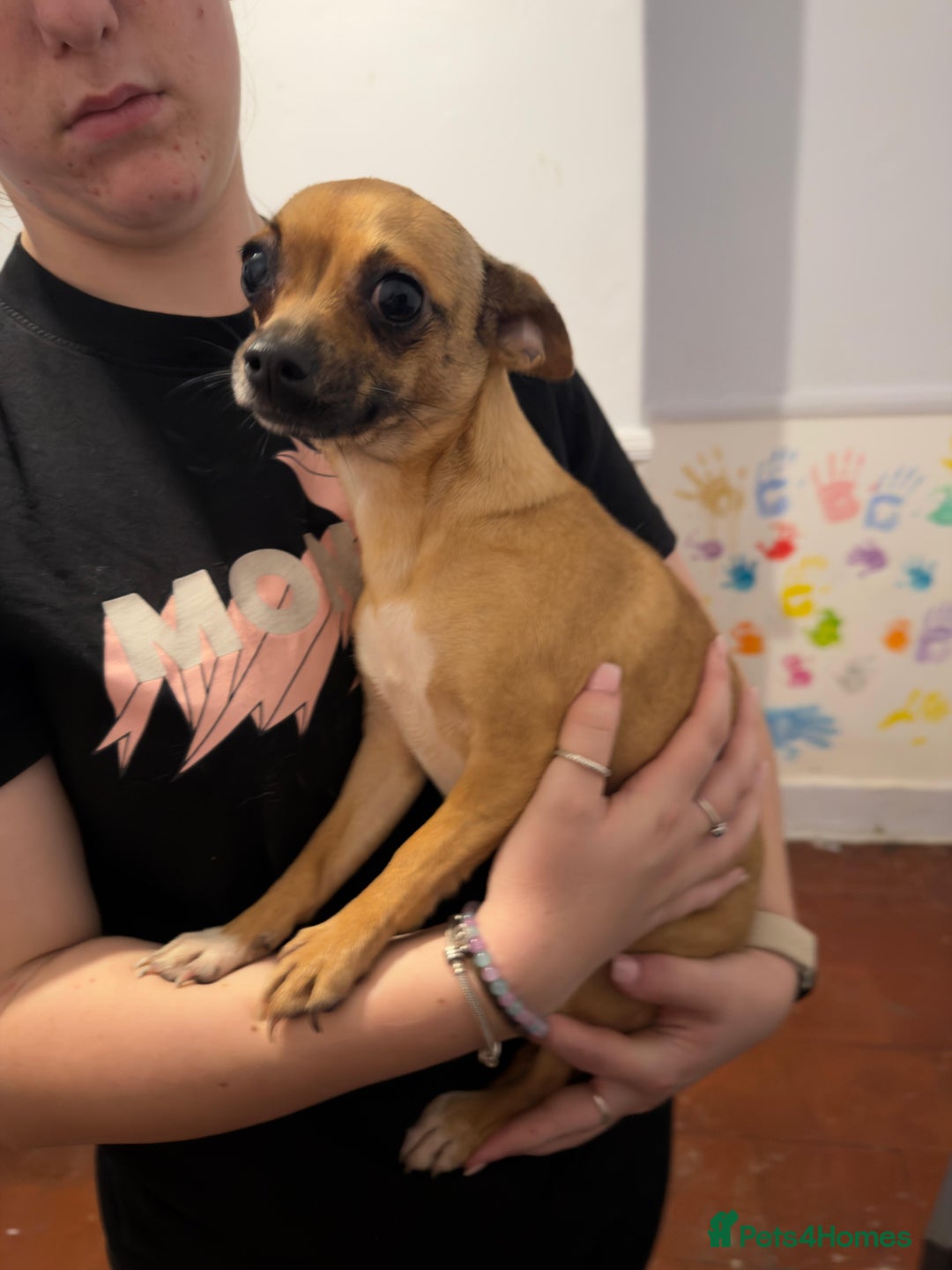 Mixed Breed dogs for sale: Males fenchie chihuahua x2 female chihuahua  - Image 11