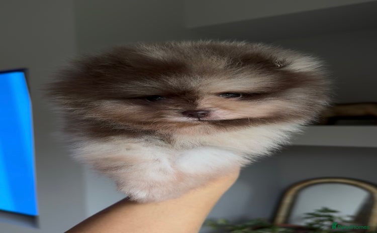 Pomeranian dogs - Advert 1